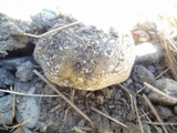 Amanita ameripanthera image