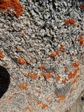 Xanthoria elegans image