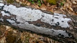 Biscogniauxia atropunctata image
