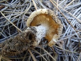 Cantharocybe gruberi image