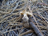 Cantharocybe gruberi image