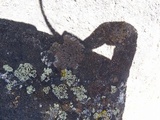 Rhizoplaca melanophthalma image