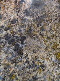 Lecanora cenisia image
