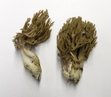 Ramaria fennica image