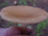 Clitocybe squamulosa image
