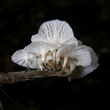 Hemimycena candida image