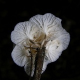 Hemimycena candida image