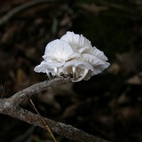 Hemimycena candida image