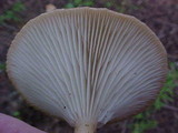 Clitocybe squamulosa image
