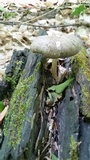 Megacollybia rodmanii image