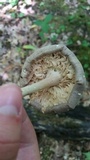 Megacollybia rodmanii image