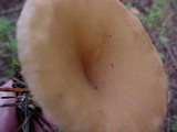 Clitocybe squamulosa image