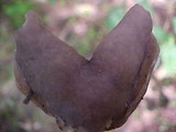 Helvella compressa image