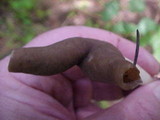 Helvella compressa image