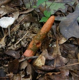 Mutinus elegans image