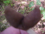 Helvella compressa image