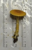 Amanita americrocea image