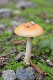 Amanita americrocea image