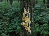 Trichoderma sulphureum image