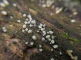 Helicogloea compressa image