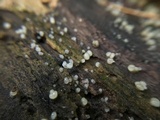 Helicogloea compressa image