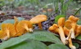 Cantharellus ignicolor image