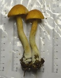 Leccinum longicurvipes image