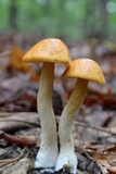 Leccinum longicurvipes image