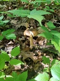Amanita sect. Vaginatae image