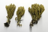 Phaeoclavulina myceliosa image