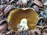 Boletus vermiculosoides image
