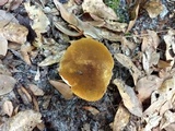 Xanthoconium affine image