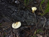 Ganoderma curtisii image