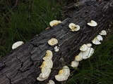 Trametes cubensis image