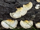 Trametes cubensis image
