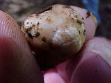 Tuber gibbosum image