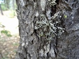 Hypogymnia imshaugii image