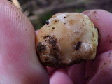 Tuber gibbosum image