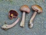Mycena rutilantiformis image