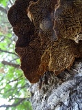 Phellinus gilbertsonii image