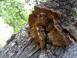 Phellinus gilbertsonii image