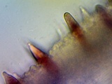 Mycena rutilantiformis image