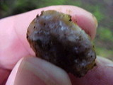 Tuber gibbosum image