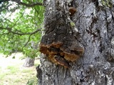 Phellinus gilbertsonii image