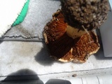 Cortinarius badiolatus image
