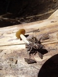 Inocybe fuscidula image