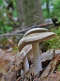 Rhodocollybia maculata image