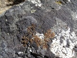 Lecanora mellea image