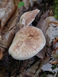 Rhodocollybia maculata image