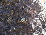 Rhizocarpon disporum image